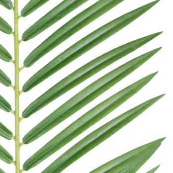 Feuille de palmier artificiel de 106cm