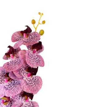 Orchidée 7 fleurs artificielle de 92cm - Atmosphère Green