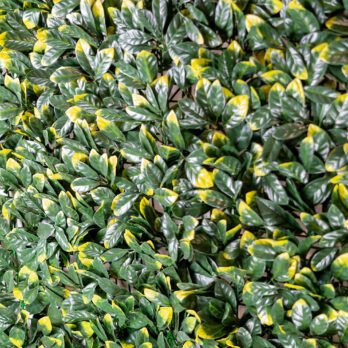 Mur végétal artificiel de laurier cerise - Atmosphère Green