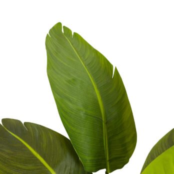 Arbre du voyageur artificiel - arbre artificiel - Atmosphère Green